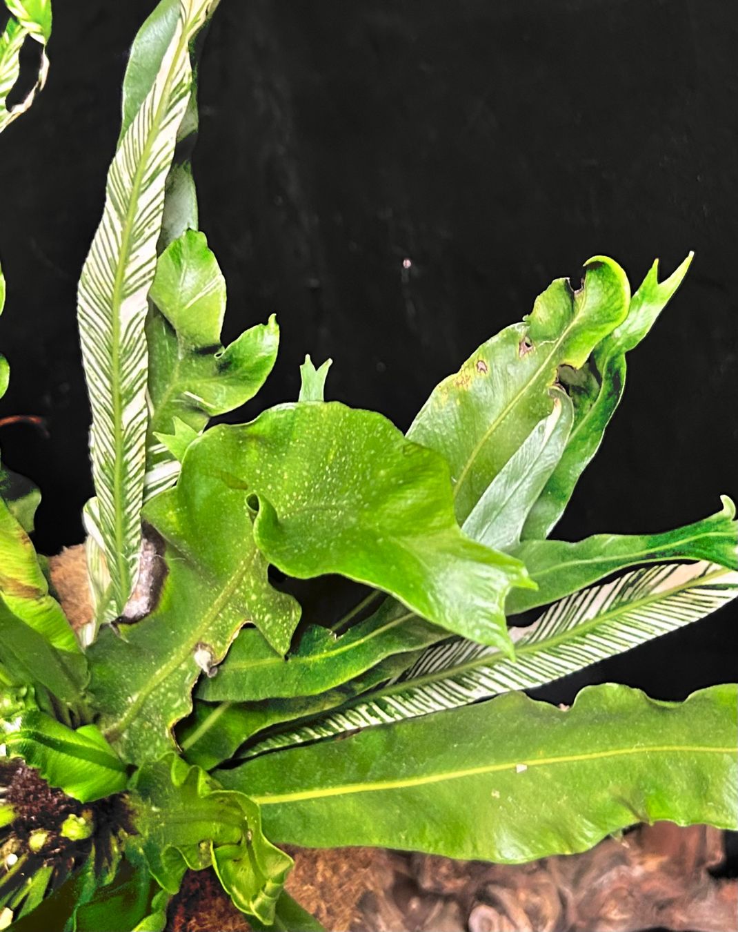 Pflanzen & Samen: 💚 ASPLENIUM AUSTRALASICUM VARIEGATA /AUSTRALISCHER NESTFARN – Gebraucht aus Giubiasco von Green_Soul 2