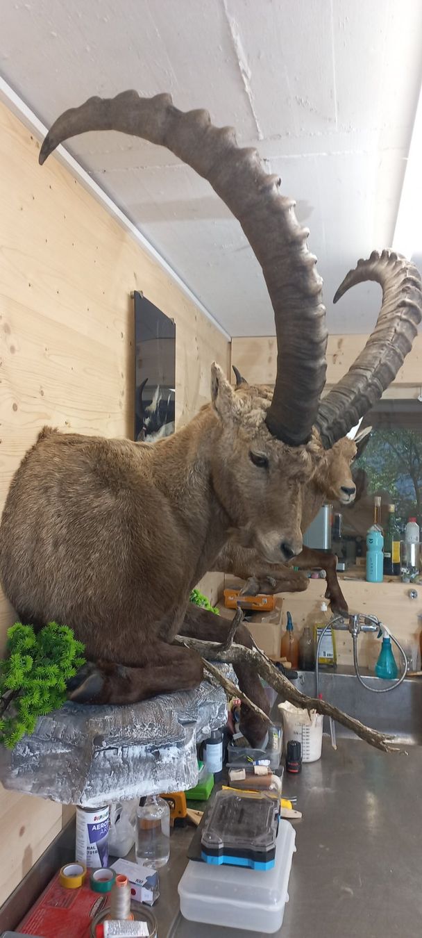 Welt der Tiere: Steinbock – Neu (gemäss Beschreibung) aus Mollis von Resel1985 2