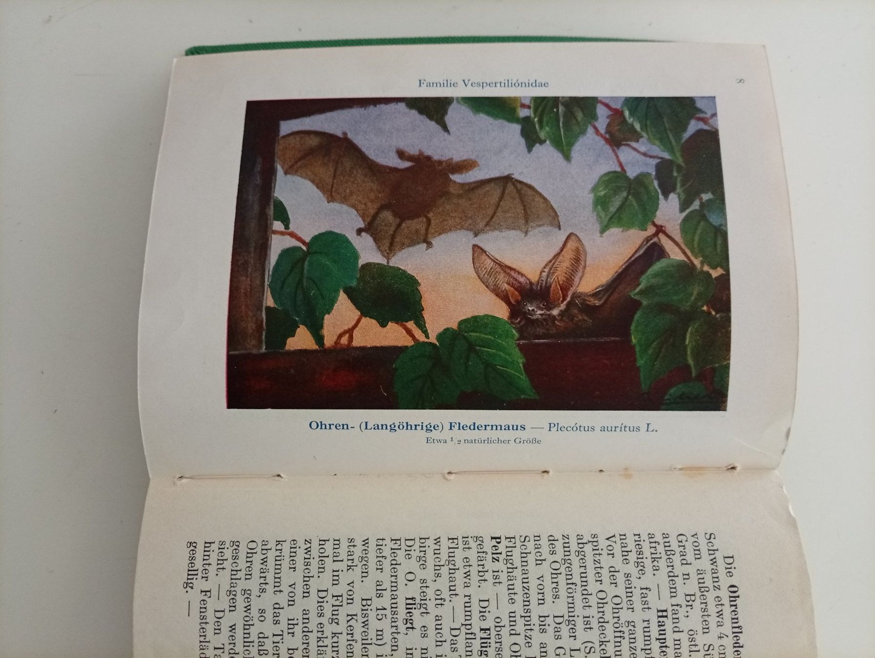 Bücher: Wildlebende Säugetiere, Bieger u. Wahlström – Gebraucht aus Locarno von edn.vintage 5