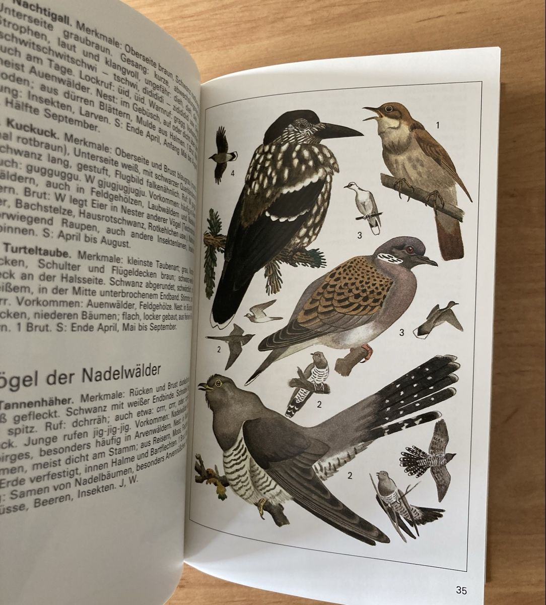 Libri: Einheimische Brutvögel - sehr Interessant – Usato da Schüpfheim venduto da Seerose80 5