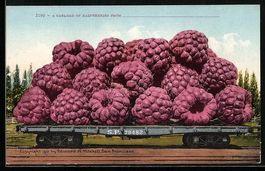 A Carload of Raspberries, riesige Himbee