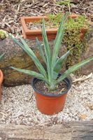 Agave sisalana - Sisalagave