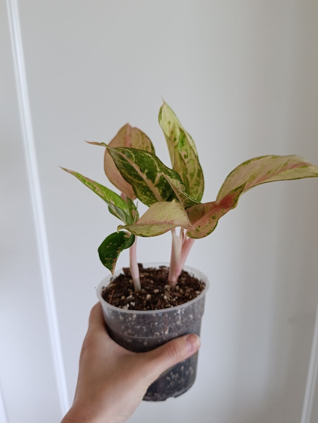 Piante & sementi: Aglaonema – Usato da Baar venduto da L.isa28 1