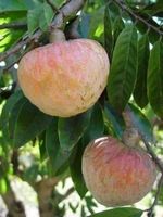 Annona Reticulata FRUIT TRES RARE 5g
