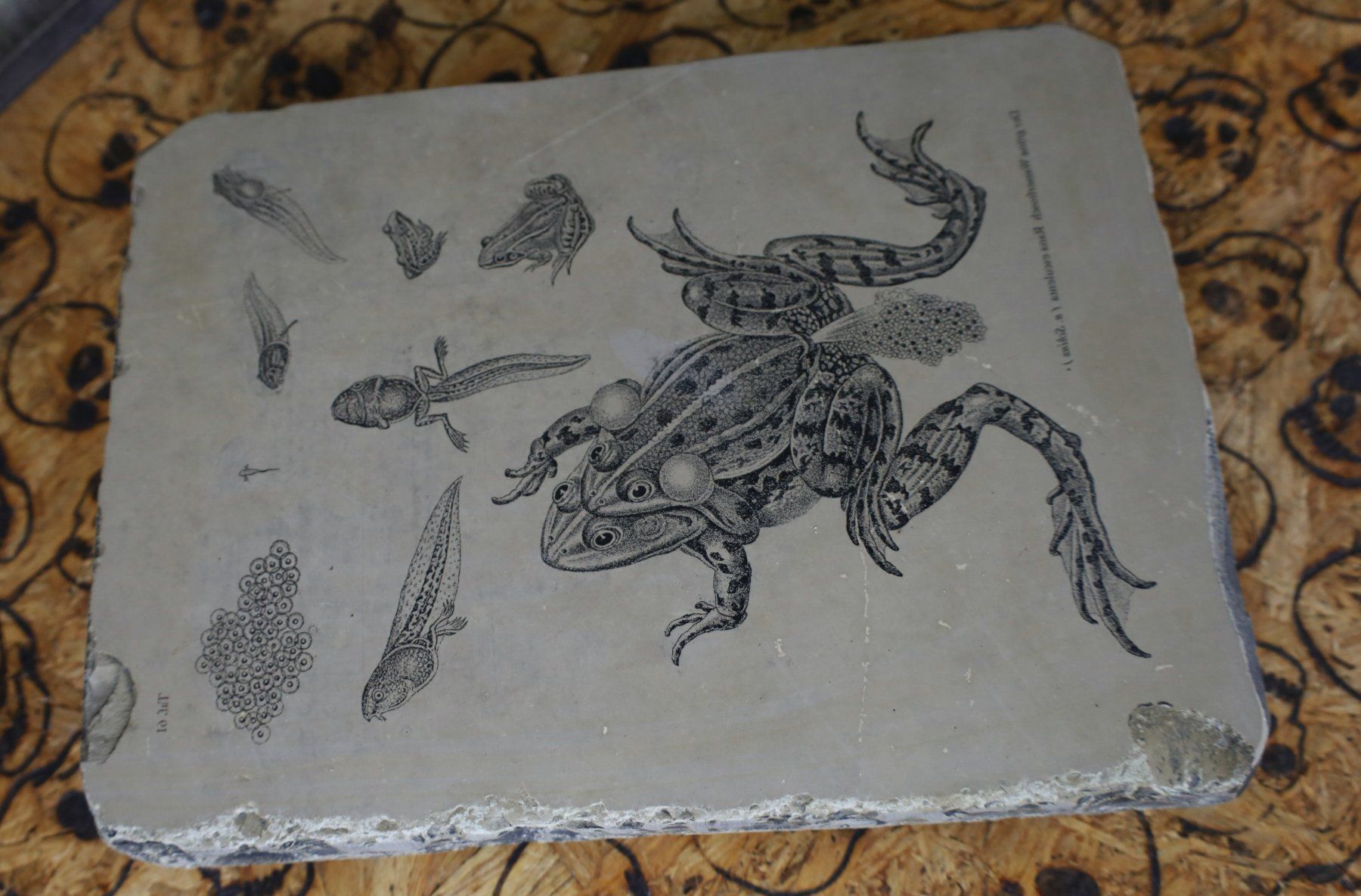 Grafica & Litografie: Lithostein, Lithographie "Frosch, Kaulquappe, Wasserfrosch" – Usato da Birrwil venduto da brandschatz_birrwil 4