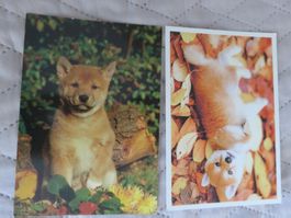 2 x Shiba Inu,  Japanischer Spitz, Hund, Hunde, ungelaufen