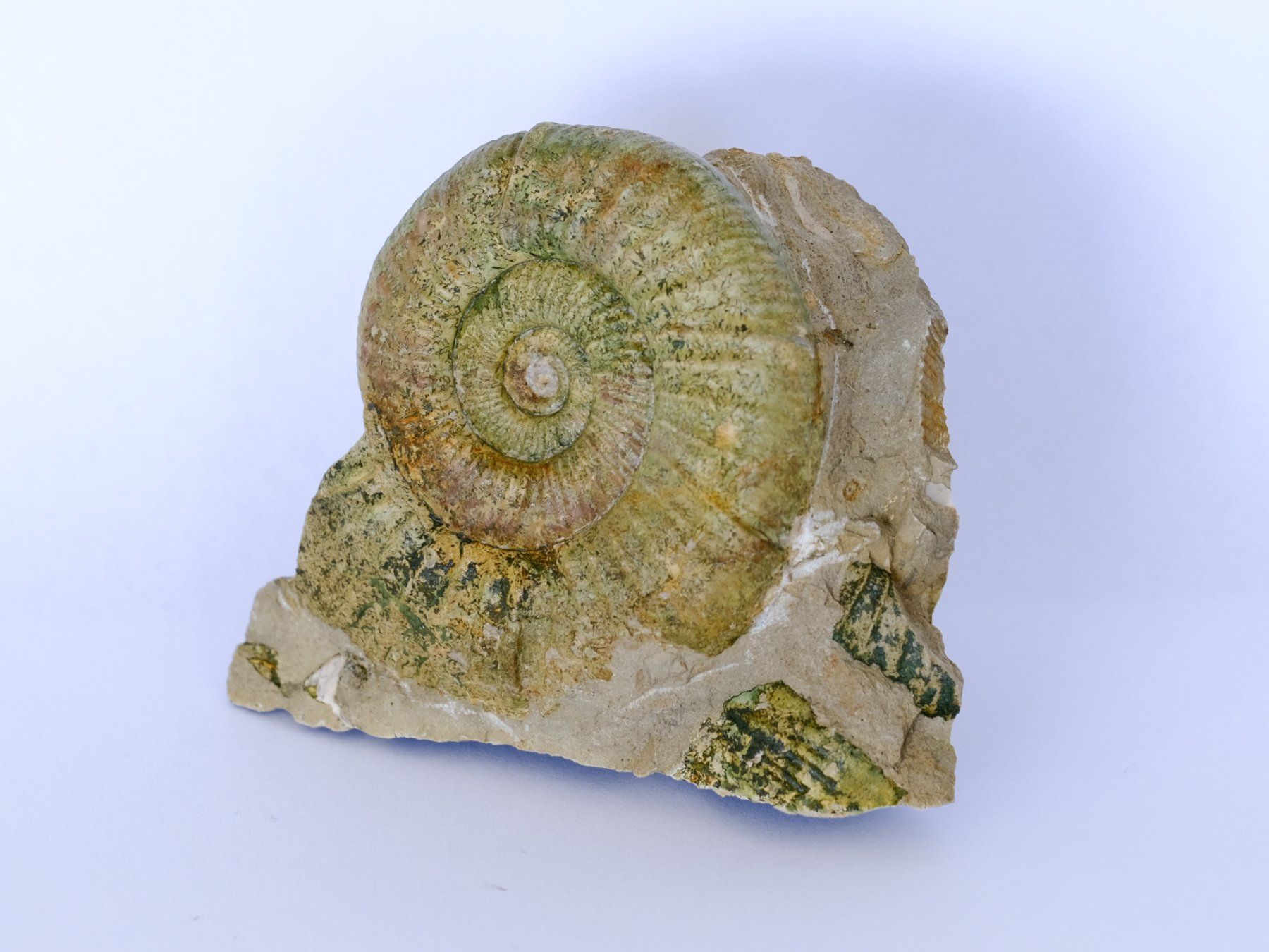 Fossilien: Ammonit aus Neumarkt - Deutschland – Gebraucht aus Heiden von mats10 2