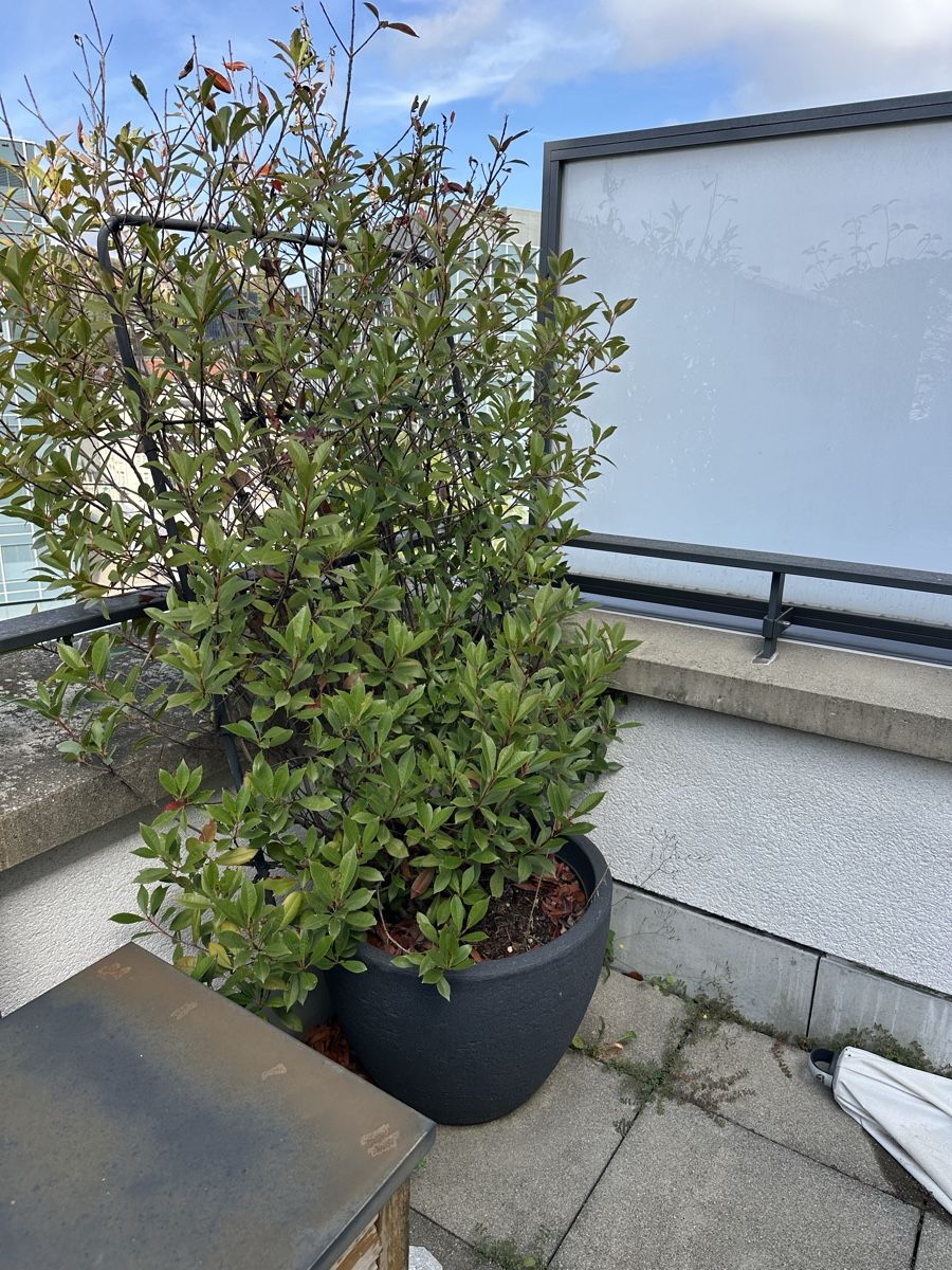 Plantes & graines: Sichtschutz Pflanzen – D'occasion à St. Gallen par JanisB23 2