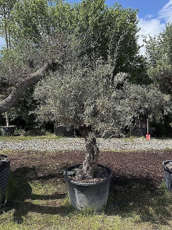 Plantes & graines: AKTIONSPREIS - Olivenbaum "Olea Europea 01" – D'occasion à Zuckenriet par Thur_Plant 3