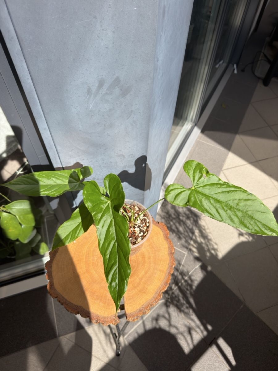 Piante & sementi: Anthurium bullatus – Nuovo (secondo la descrizione) da Buchrain venduto da Stetoscop