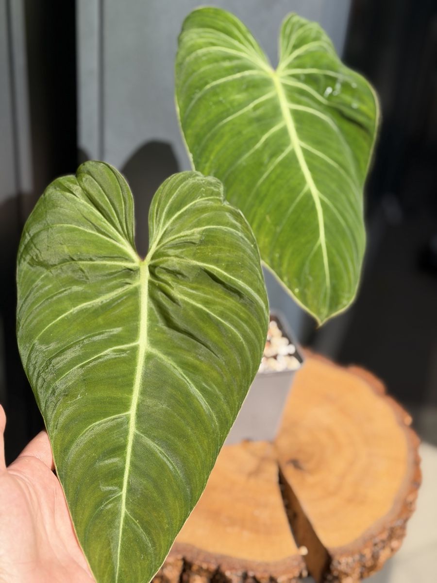 Piante & sementi: Philodendron Glorious  – Nuovo (secondo la descrizione) da Buchrain venduto da Stetoscop