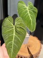 Philodendron Glorious 