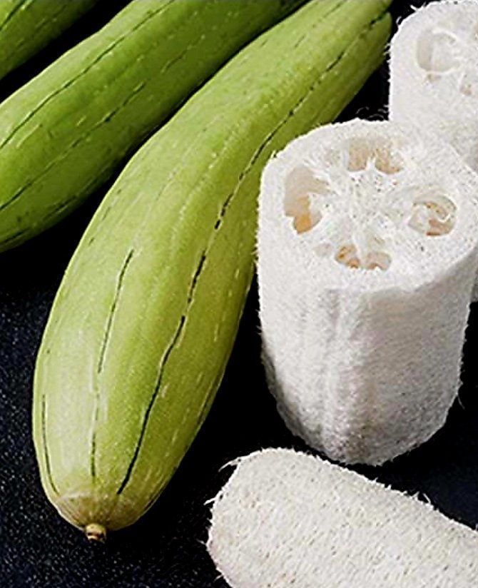 Plantes & graines: 5 samen von LUFFA CYLINDRICA oder Gurke - Waschlappen.🌱 5 g – Neuf avec emballage d'origine à Rovio par POSITIFFARTandPLANTS