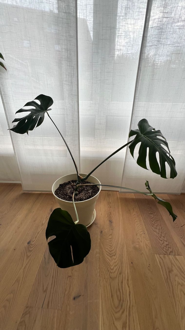 Plantes & graines: Monstera – D'occasion à Hinwil par a_walder