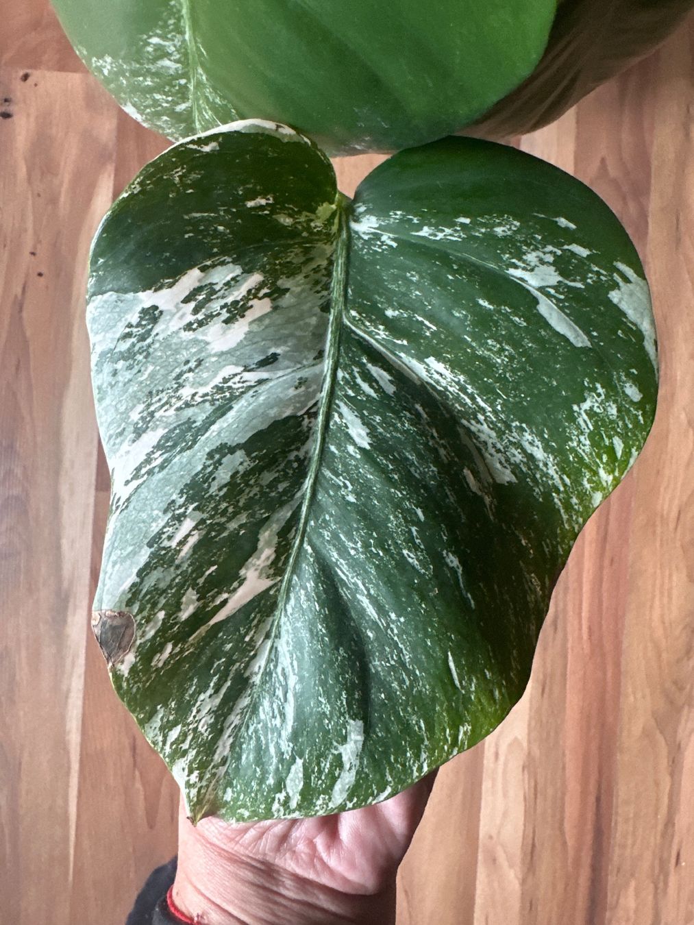 Piante & sementi: Monstera Variegata – Usato da St. Gallen venduto da nad_t5kn 2
