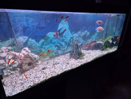 Aquarium JUWEL RIO 450 komplett mit Filter und Licht