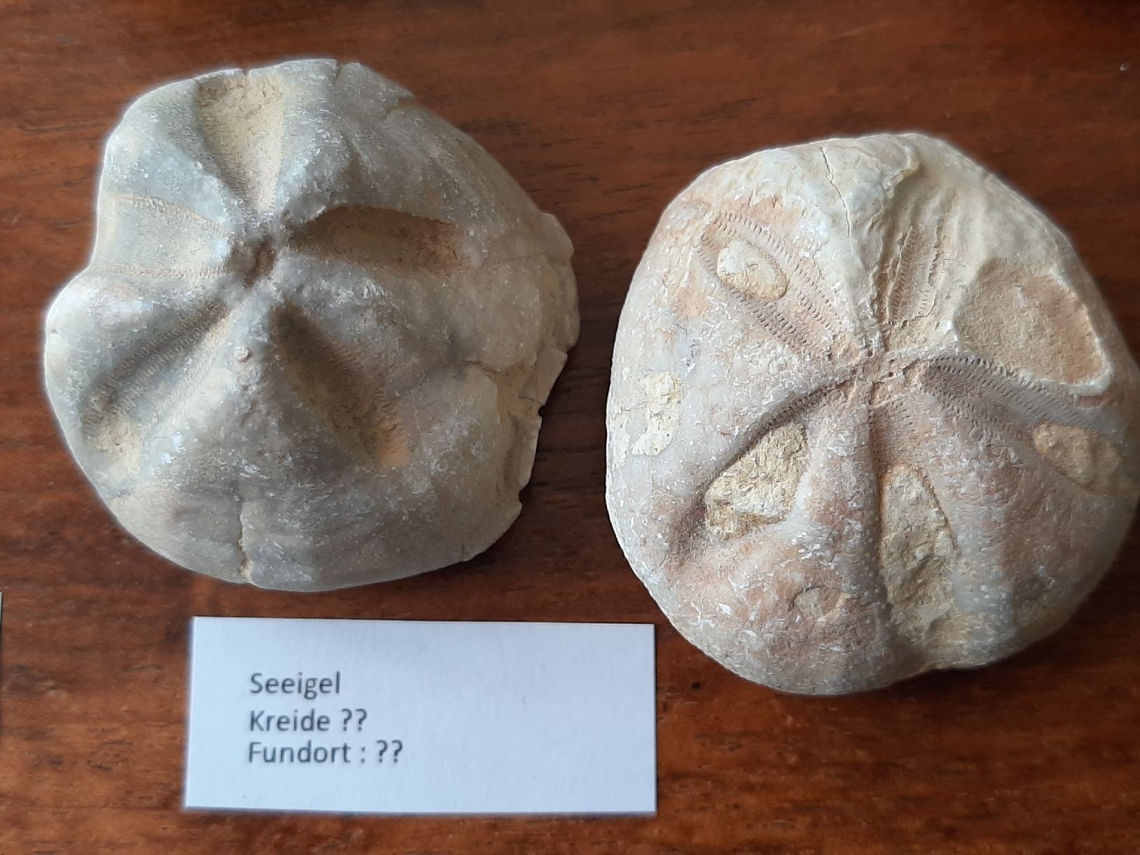 Fossili: Kleine Sammlung fossiler Seeigel  – Usato da Rickenbach BL venduto da Oktober68 5