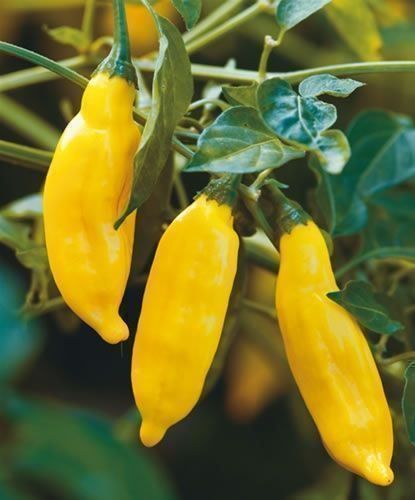 Piante & sementi: 30 Samen LEMON DROP Chili – Nuovo (secondo la descrizione) da Ehrendingen venduto da VerveinaSamen 2