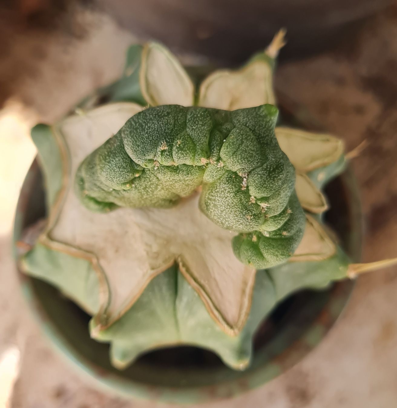 Piante & sementi: Lophophora Diffusa Cristata, veredelt auf Ferocactus – Usato da Basel venduto da fra_h7bq 2