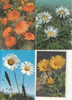 40 Schöne Blumenkarten
