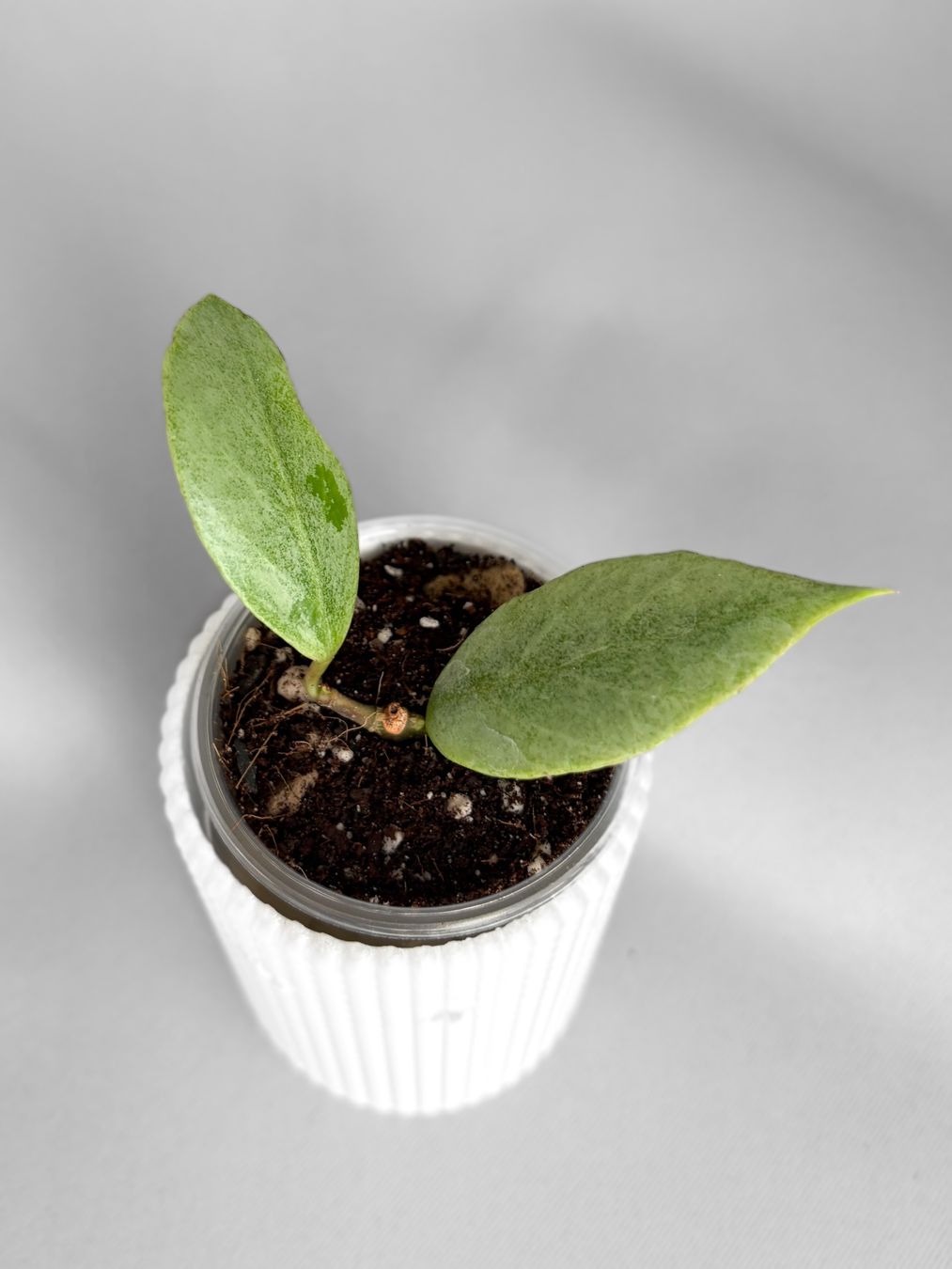 Piante & sementi: Hoya Libra Sun – Nuovo (secondo la descrizione) da Seuzach venduto da animaplants 2