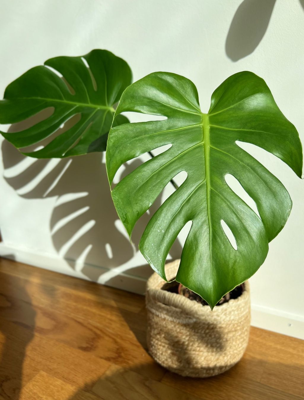 Pflanzen & Samen: Monstera Deliciosa😍 – Gebraucht aus Glattpark(Opfikon) von ste_n99y 3