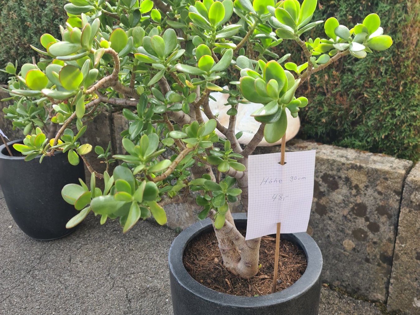Plantes & graines: Geldbaum – D'occasion à Ibach par Hfedier
