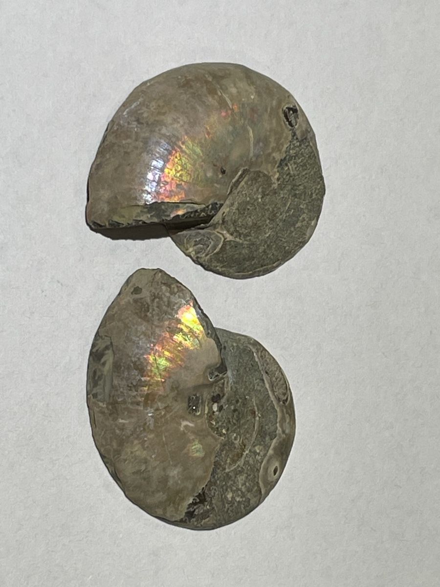 Fossilien: Ammonit Paar / Fossil / Stein – Neu (gemäss Beschreibung) aus Rümlang von euqinom16 2