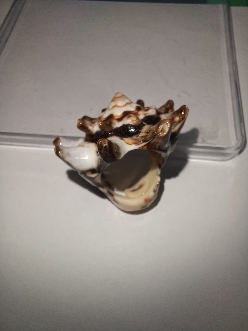 Ringe: Wunderschöner, grosser, echter Muschelring – Gebraucht aus Urnäsch von G.Kertscher