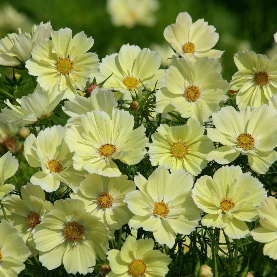 Piante & sementi: 50 Samen Cosmea XANTHOS – Nuovo (secondo la descrizione) da Ehrendingen venduto da VerveinaSamen 3