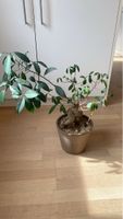 Exotische Zimmerpflanze Ficus Bonsai – Einzigartige Form!