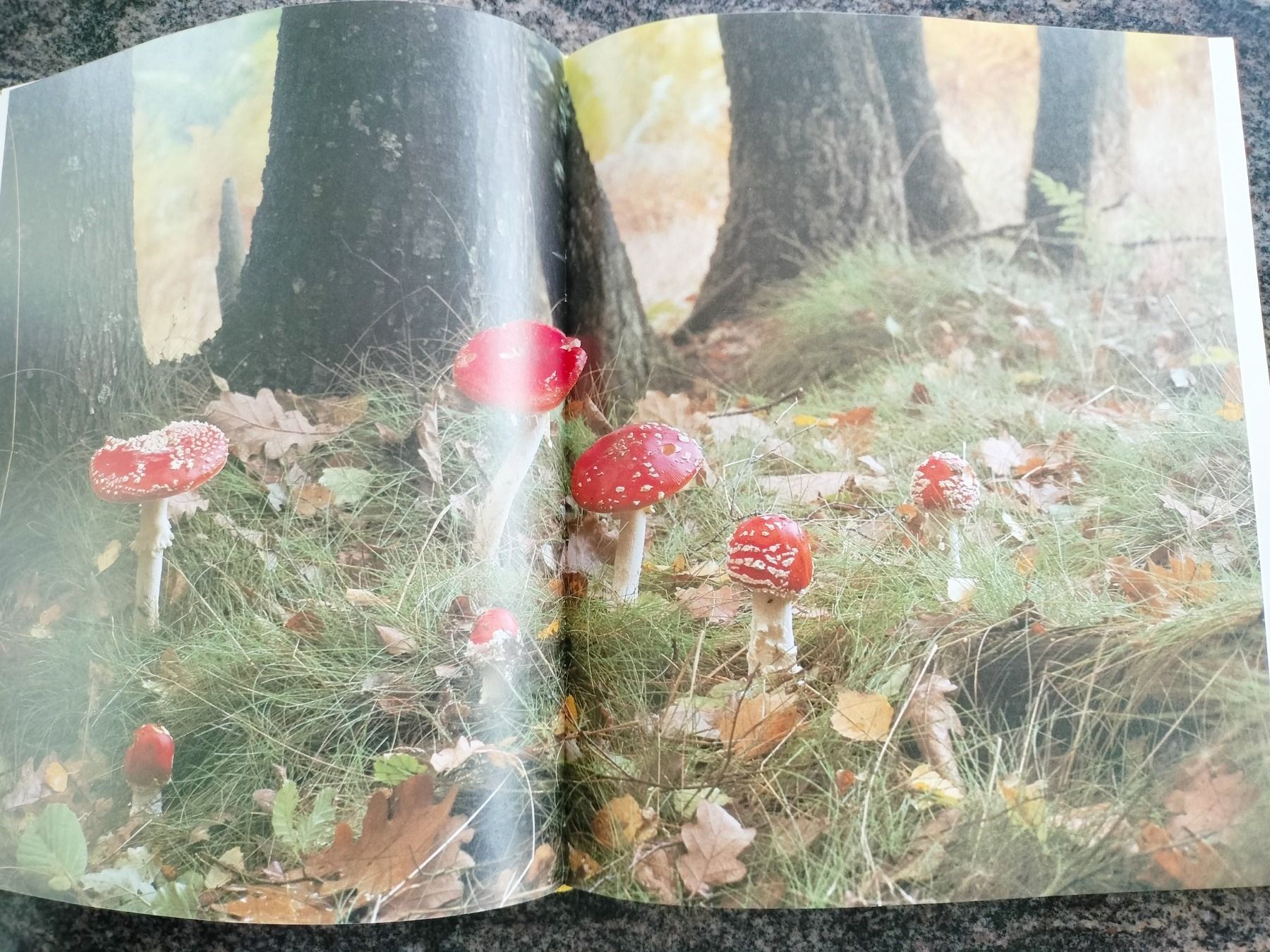 Libri: LA FORÊT Découvrez la forêt avec Silva – Usato da Cortaillod venduto da rozinna 5