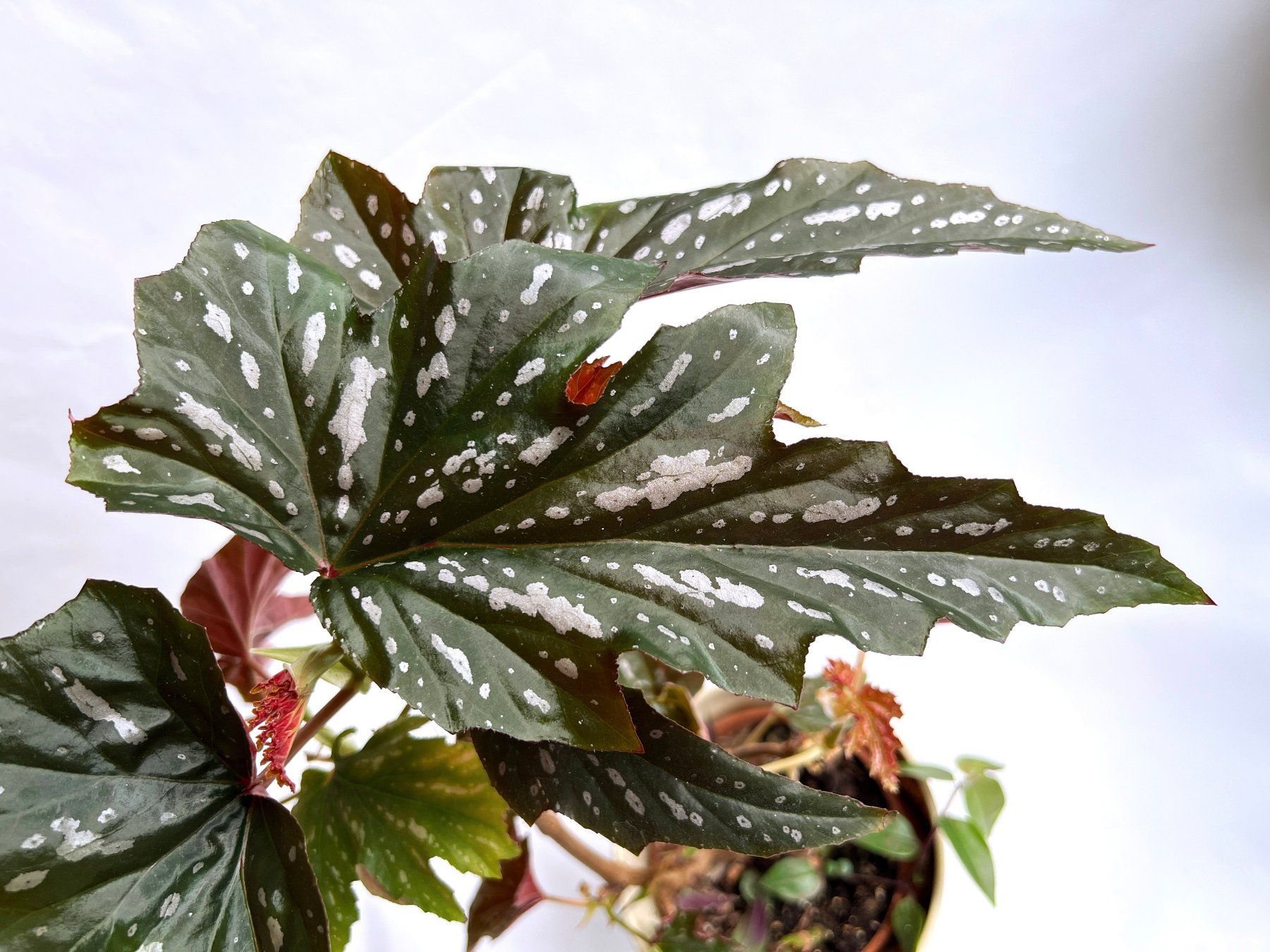 Piante & sementi: BEGONIA*Aconitifolia***** – Nuovo (secondo la descrizione) da Dübendorf venduto da Orchid18 1