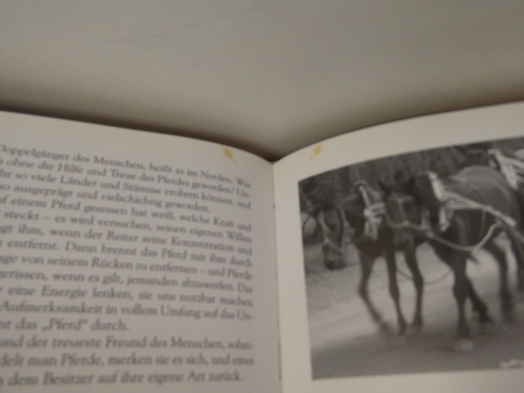 Bücher: Buch: Runen - Welten Igor Warneck – Gebraucht aus Rafz von Powacaddy 5