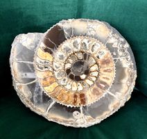 Ammonit🌹pyritisiert mit gelben Calzit. 140-160 Mio J alt