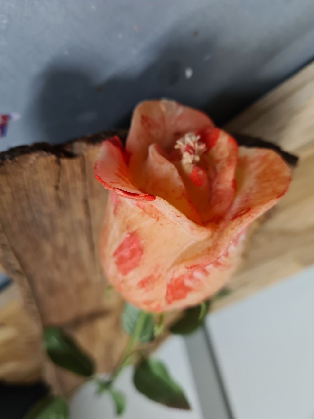 Candele: KERZEN- Langstiel Rose – Nuovo (secondo la descrizione) da Amriswil venduto da used2use 2