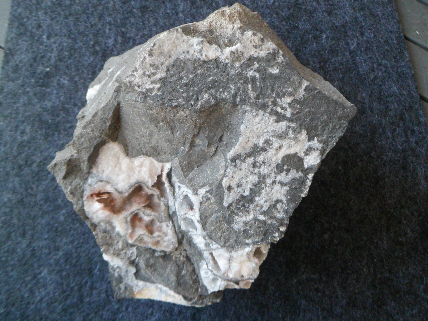Fossili: Ammonit Selten Schweiz – Usato da Affoltern am Albis venduto da Fossil60
