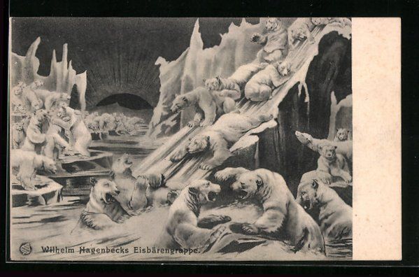 Cartoline postali: AK Wilhelm Hagenbecks Eisbärengruppe – Usato da Berlin venduto da bartko-reher