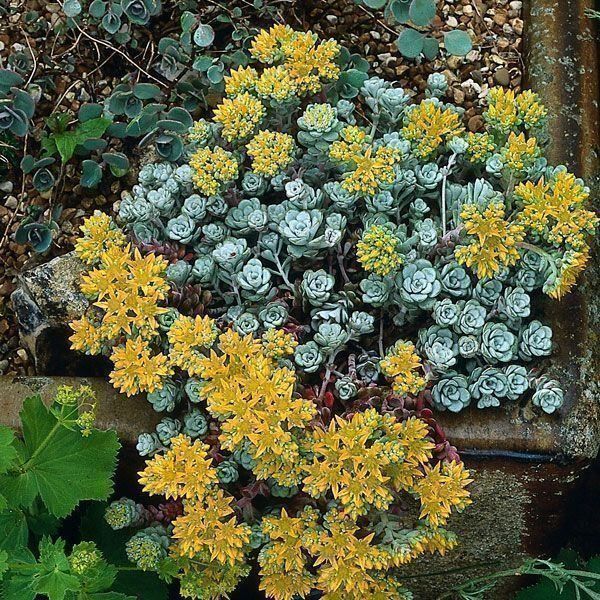 Piante & sementi: Sedum cabo blanco bodendecker – Usato da Ibach venduto da chaemilochhobbygarte
