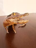 Exotisches Kaiman Präparat, ca. 33cm lang, Deko, Rarität