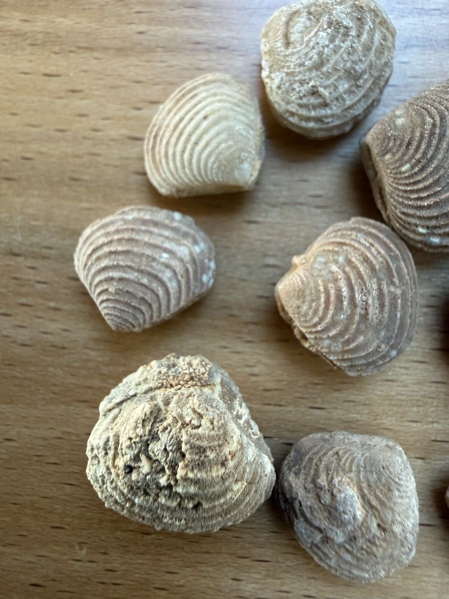 Fossiles: Versteinerte Muscheln – D'occasion à Grenchen par Bastet007 4