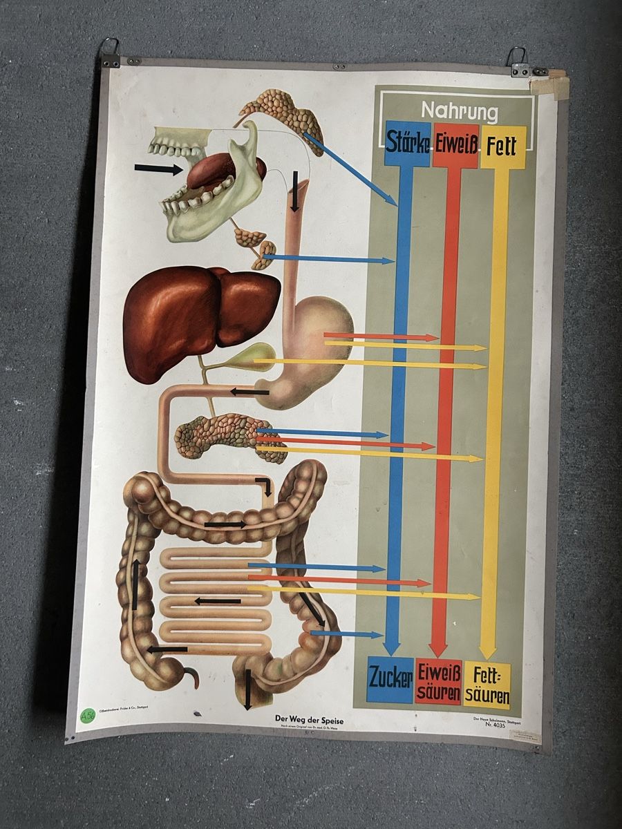 Foto & Immagini: Vintage Anatomie Schul-Plakat – Usato da zürich venduto da lis_9nv5