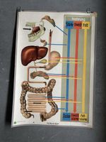 Vintage Anatomie Schul-Plakat