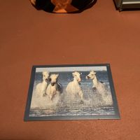 Puzzle weisse Pferde am Strand