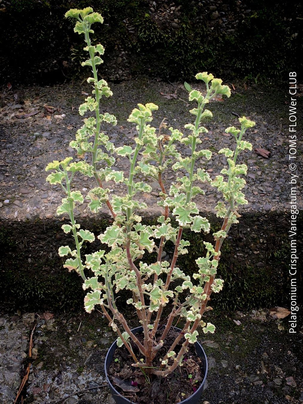 Piante & sementi: Pelargonium Crispum Variegatum - Duftgeranium – Nuovo e nell'imballaggio originale da Adliswil venduto da astom369 2