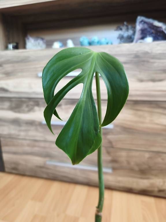 Piante & sementi: Monstera burle marx flame – Usato da Kaisten venduto da lys_zzy8 3