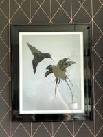Bild mit Kolibri