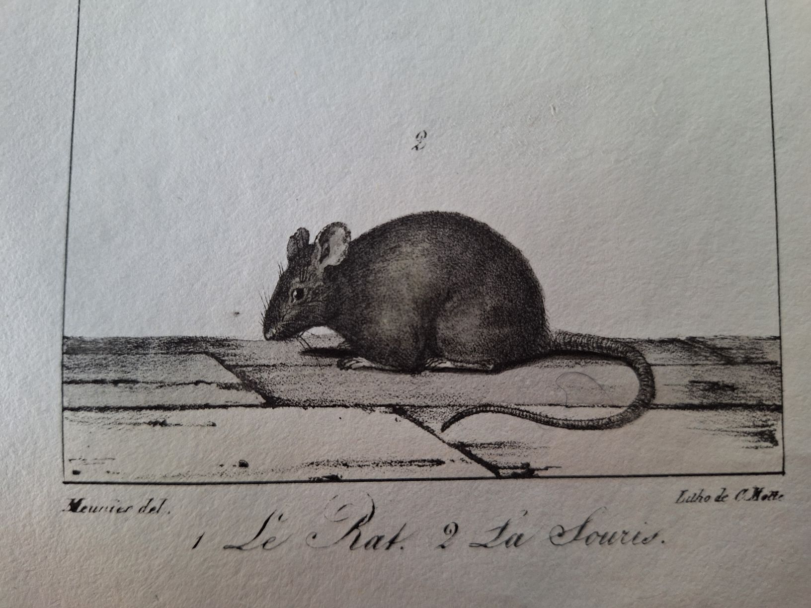 Incisioni: LA SOURIS. LE RAT – Usato da Bevaix venduto da bohrap 6