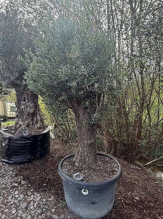 Plantes & graines: Olivenbaum "Olea Europea 19" – Neuf avec emballage d'origine à Zuckenriet par Thur_Plant 1