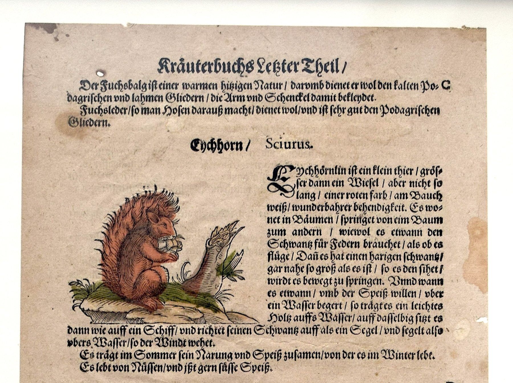 Xilografie: RAR LONITZER Kräuterbuch antik Dachs Eichhörnchen – Usato da Zürich venduto da kunstarchiv.online 2